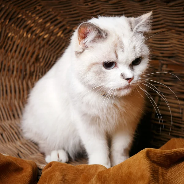 Gato blanco sentado en la cesta — Foto de Stock