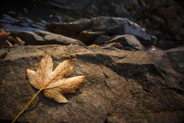 Autumn klonowe listowie, spoczywa na skale — Zdjęcie stockowe