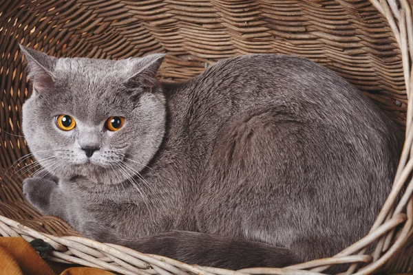 Brits korthaar kat op een houten mand — Stockfoto