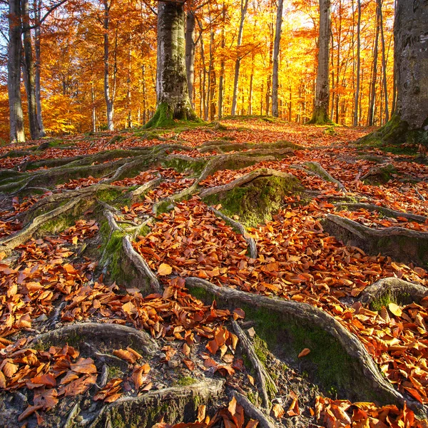 Paisaje con el bosque de otoño. Raíces fuertes de árboles viejos. bea — Foto de Stock