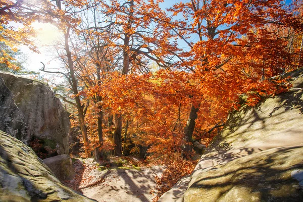 Kolorowe i jasny jesień las — Zdjęcie stockowe