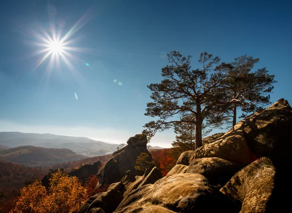 Árbol en una montaña superior bajo el cielo azul en el día soleado — Foto de Stock