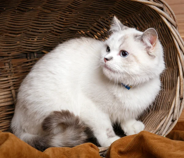 Witte kat sitaing in de mand — Stockfoto