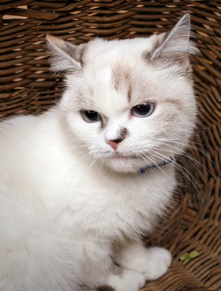 Weiße Katze sitzt im Korb — Stockfoto
