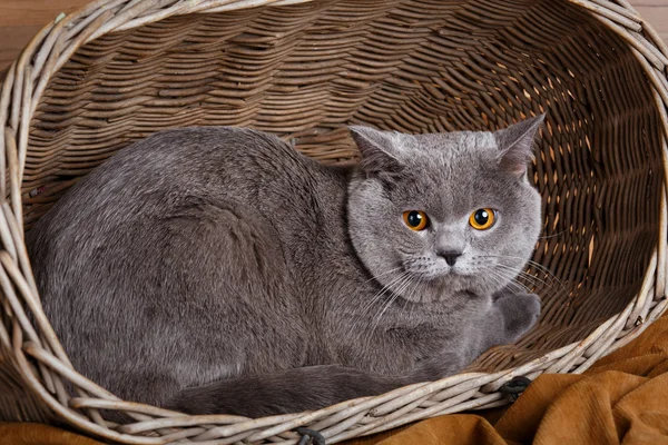 British Shorthair gato en una cesta de madera — Foto de Stock