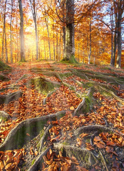 Krajina s podzimní les. Silné kořeny starých stromů. Bea — Stock fotografie