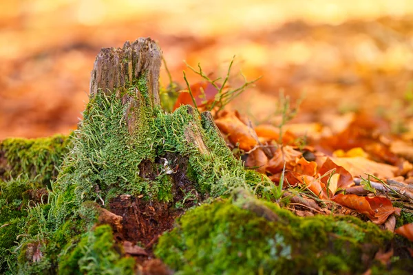 Paisagem com a floresta de outono. Raízes fortes de toco velho, belo toco de outono — Fotografia de Stock