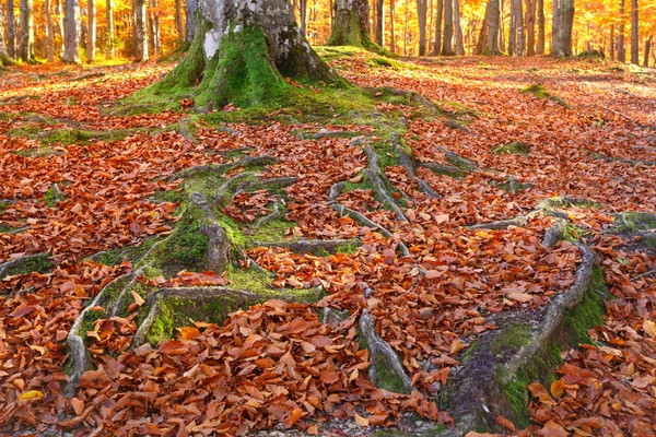 Paisaje con el bosque de otoño. Raíces fuertes de árboles viejos. hermoso árbol de otoño . — Foto de Stock