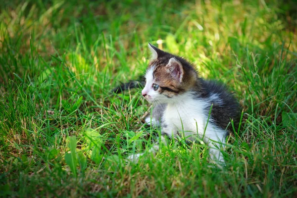 Niedliche kleine Katze spielt auf dem Rasen — Stockfoto