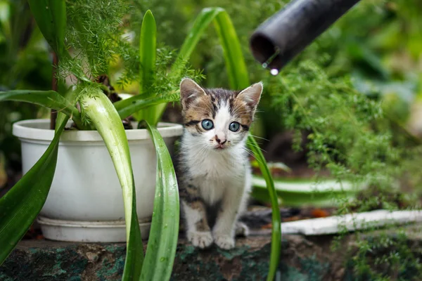 Leuk kleine grijze katje met mooie gestreepte kleur, witte borst en poten tegen groene zomer bokeh achtergrond — Stockfoto
