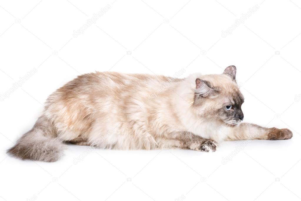 Graue Katze Mit Blauen Augen Auf Weißem Hintergrund