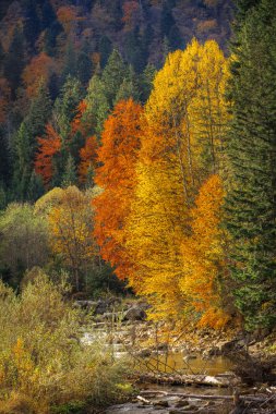 sonbahar orman güzel dağ dere