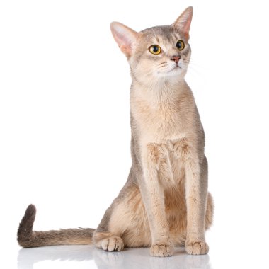 Beyaz üzerinde açık isolatet siting redhead kedi abyssyn