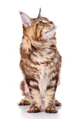 kahverengi Maine Coon kedi fotoğraf stüdyosu, beyaz bir arka plan oturur