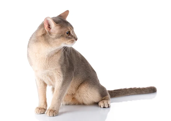 Ruiva e gato cinza abyssyn sentado isolatet frente no branco — Fotografia de Stock