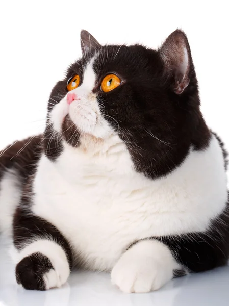 Retrato de um bonito mentira preto e branco gato escocês em linha reta no branco — Fotografia de Stock