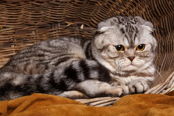 Strisce bicolore gatto con occhi gialli Scozzese Piega Si siede in un cestino di legno — Foto Stock