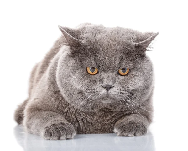 Retrato cinza gato britânico em linha reta com olhos amarelos no branco — Fotografia de Stock