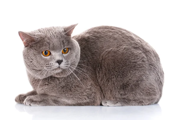 Graue Britische Kurzhaarkatze mit braunen Augen — Stockfoto