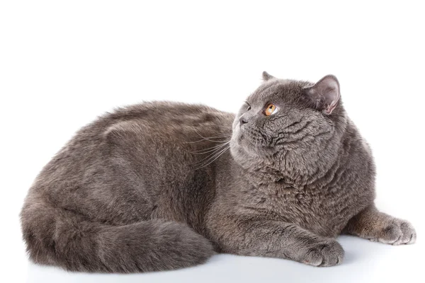 Cinza gato britânico em linha reta deitado em um fundo branco — Fotografia de Stock