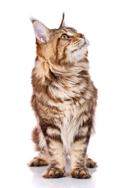 Marrone Maine Coon gatto si siede su uno sfondo bianco, studio fotografico — Foto Stock