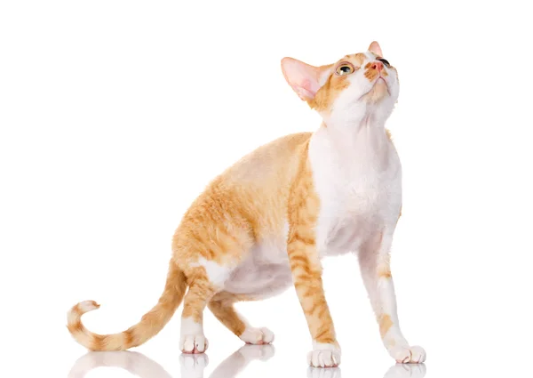 Оранжевый кот Devon Rex с большими ушами, смотрящими вверх на белом фоне — стоковое фото