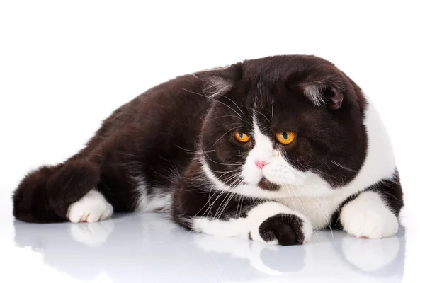 Gracioso gato grande escocés recto acostado en el fondo del ingenio — Foto de Stock