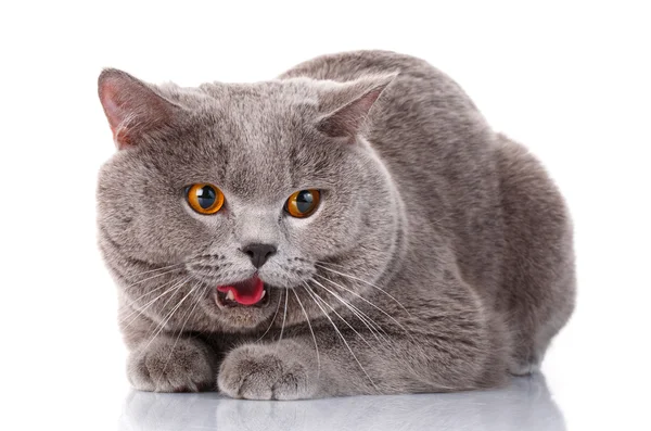 邪恶的灰色英国短毛猫，棕色的眼睛 — 图库照片