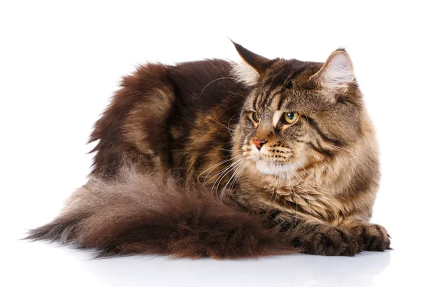 Maine Coon gato acostado, aislado en blanco — Foto de Stock