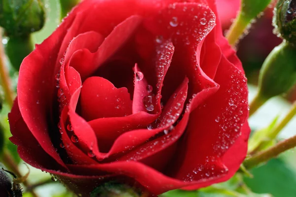 Hermosa rosa roja en el jardín con gotas de rocío — Foto de Stock