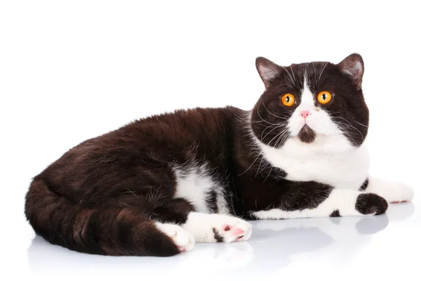 Grand chat noir et blanc écossais droit couché et attend avec impatience sur blanc — Photo