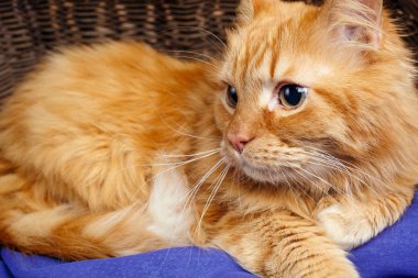 büyük kırmızı kedi ahşap bir sepete aittir