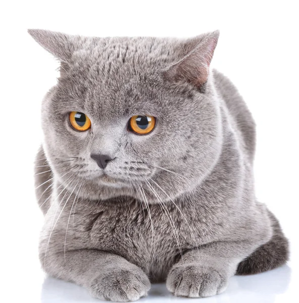 Britânico shorthair gato em um fundo branco — Fotografia de Stock