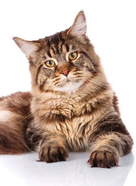 Portrét Maine Coon kočka dlouhé hnědé vlnité vlasy — Stock fotografie