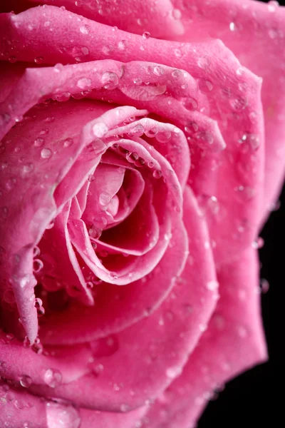 Closeup on Center of Beautiful pink Rose — Stock Photo, Image