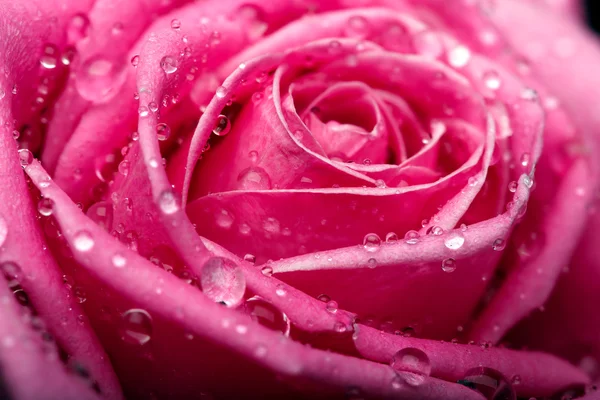 Closeup on Center of Beautiful pink Rose — Stock Photo, Image