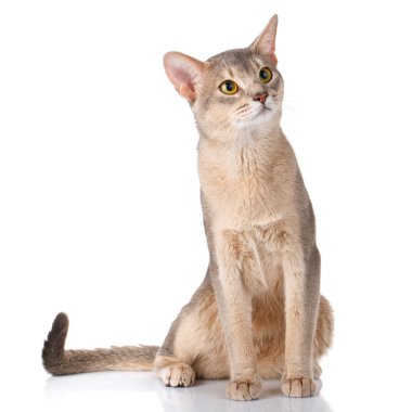 Beyaz üzerinde açık isolatet siting redhead kedi abyssyn
