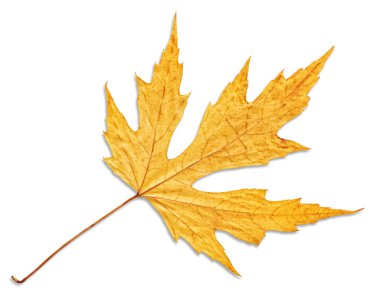 Sarı sonbahar akçaağaç yaprağı beyaz arkaplanda izole edilmiş