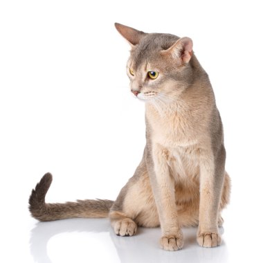 Beyaz üzerinde açık isolatet siting redhead kedi abyssyn