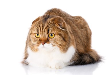 İskoç fold kedi beyaz arka plan üzerinde yalan