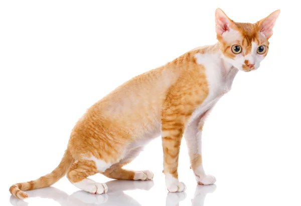 Orangefarbene devon rex Katze mit großen Ohren auf weißem Hintergrund — Stockfoto