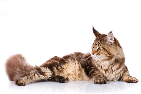 躺在白色背景上的棕色缅因库恩猫 — 图库照片