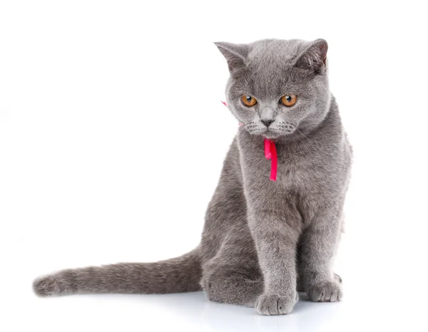 Cinza Scottish Fold gato com fita rosa sentado no branco, olhar para baixo — Fotografia de Stock