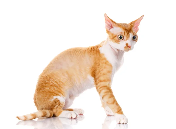 오렌지 데 본 렉스 고양이 흰색 바탕에 큰 귀로 — 스톡 사진