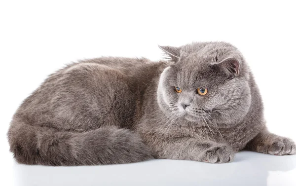 Grijze kat Britse rechte liggend op een witte achtergrond — Stockfoto