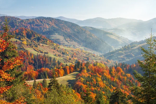 Барвистий і яскравий осінній ліс — стокове фото