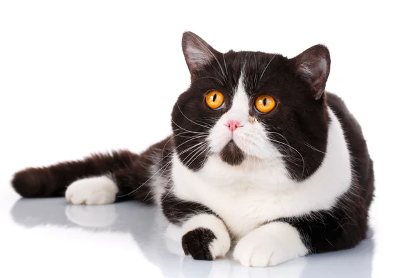 Grande negro y blanco gato escocés recta mentira, mirando hacia adelante — Foto de Stock