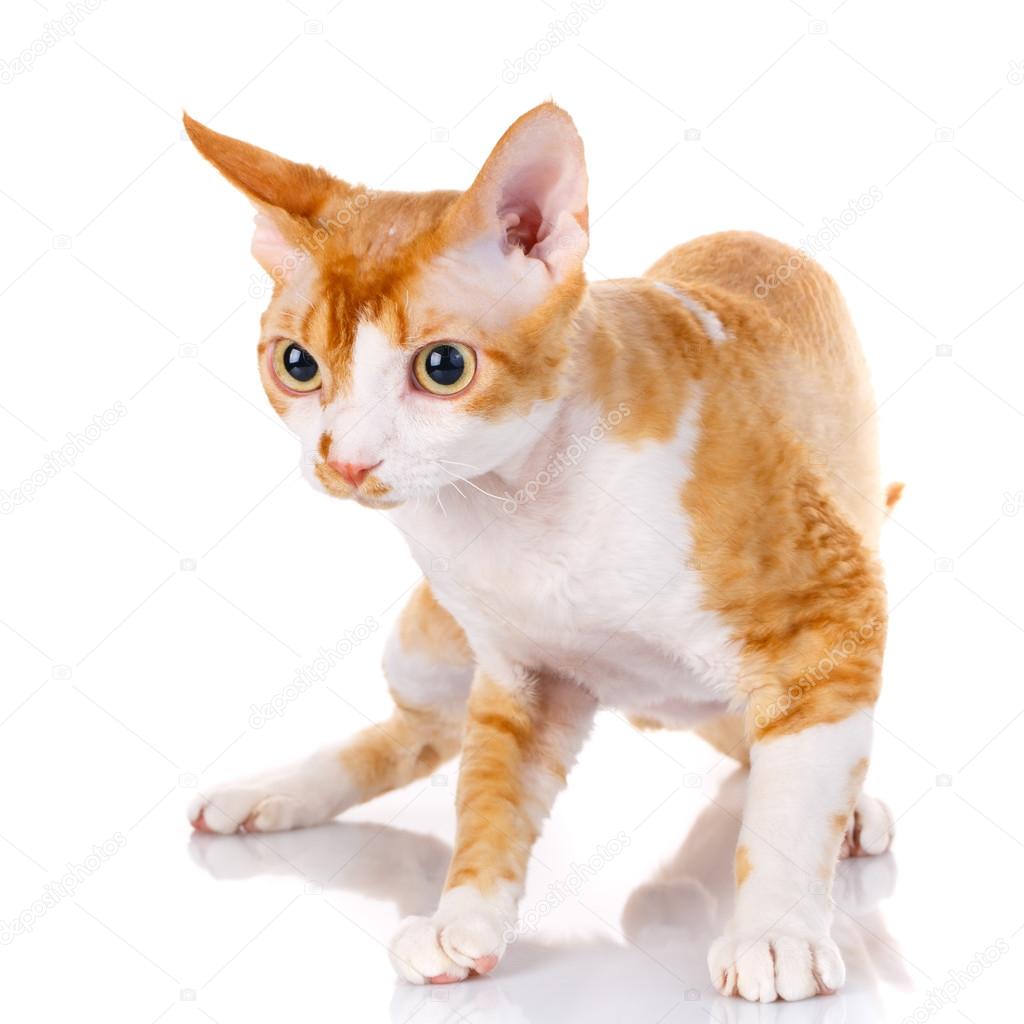  Orange devon rex  cat with big ears on white background 