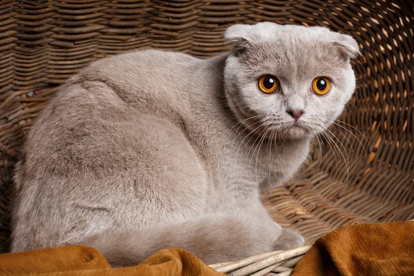 Grijze kat met gele ogen Scottish Fold zit in een houten mand — Stockfoto