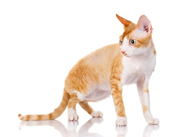 Апельсиновая кошка Devon Rex с большими ушами, смотрящими в сторону на белом фоне — стоковое фото